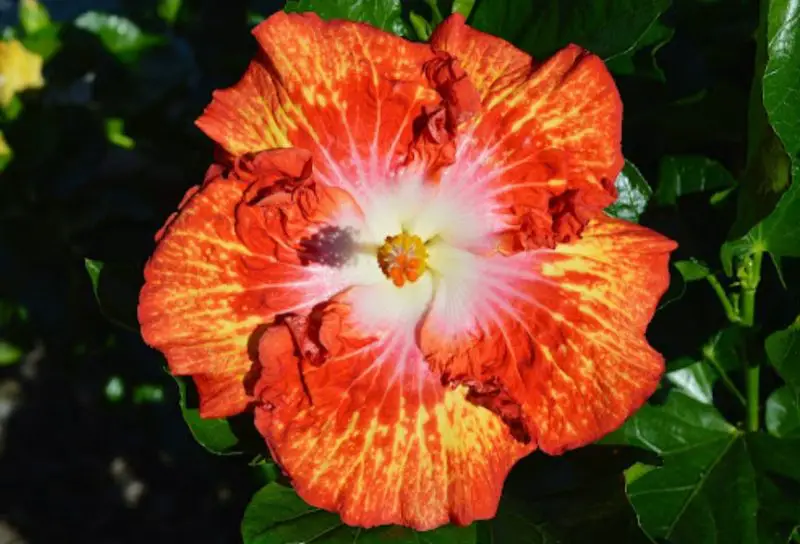 Types of Hibiscus Plants