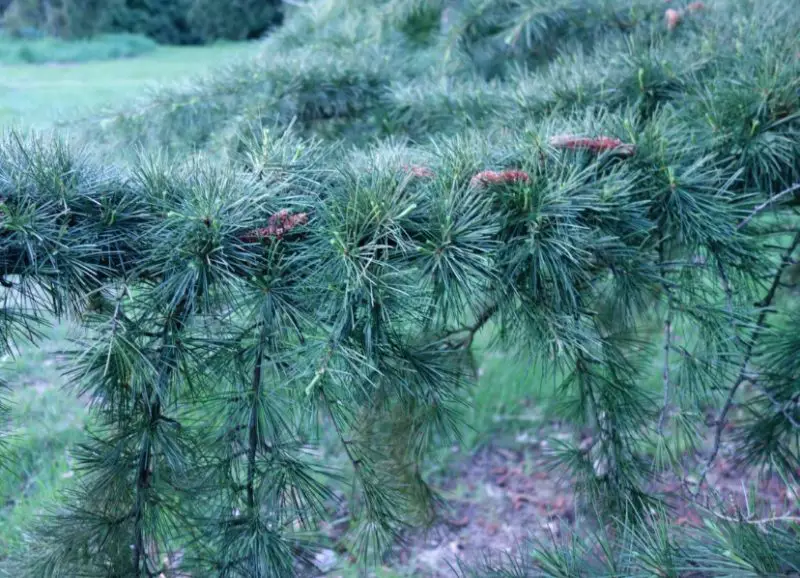 Types of Cedar Trees