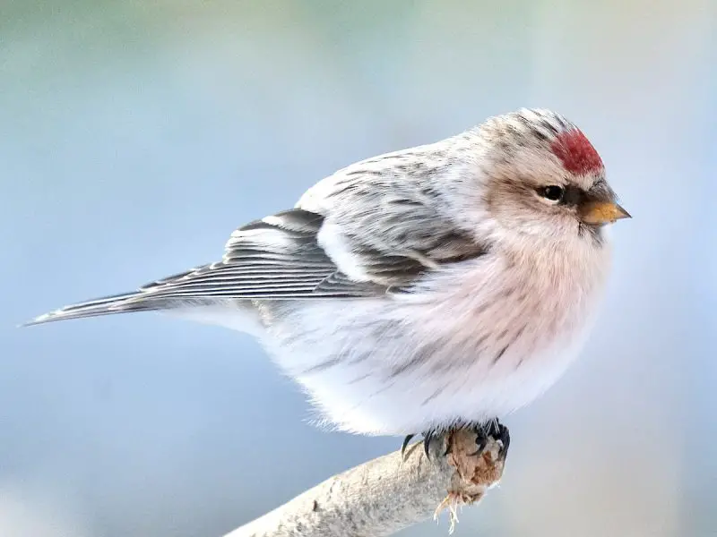 hoary-redpoll-800x600-1 Red Birds in Michigan