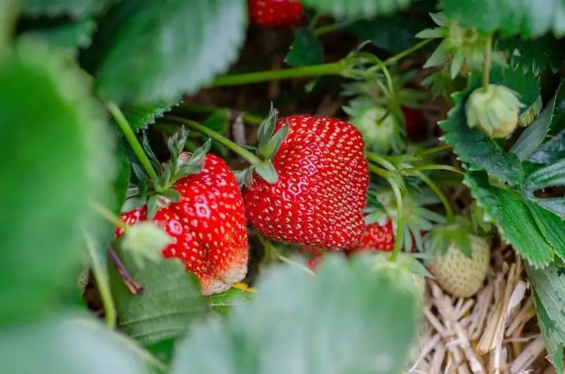 Types of Strawberry Plants