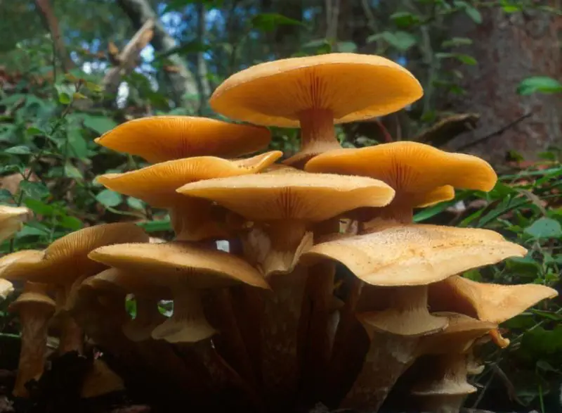 Florida Mushrooms