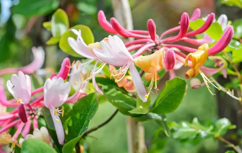 Flowers That Bloom in Spring