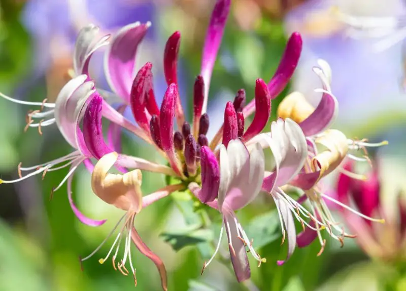 Flowers That Smell Good