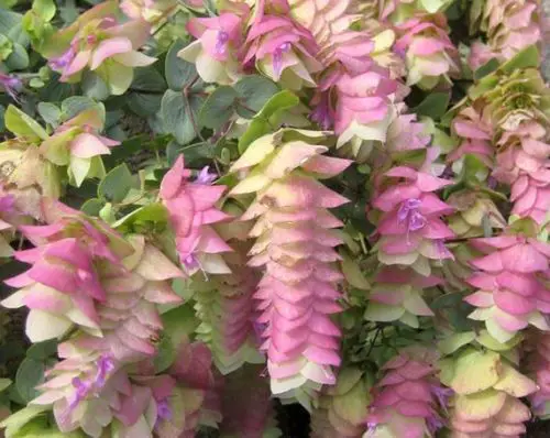 15 Types of Oregano Plants (With Pictures)