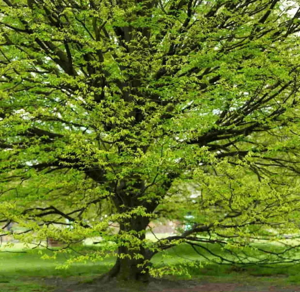 Hornbeam tree