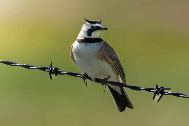 Horned Larks in Arizona Grasslands