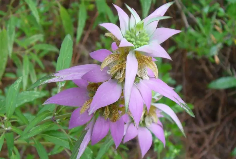 Plants That Repel Mosquitoes