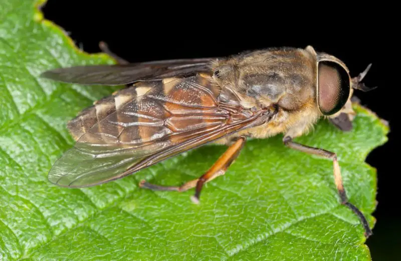 Dangerous Bugs in Michigan