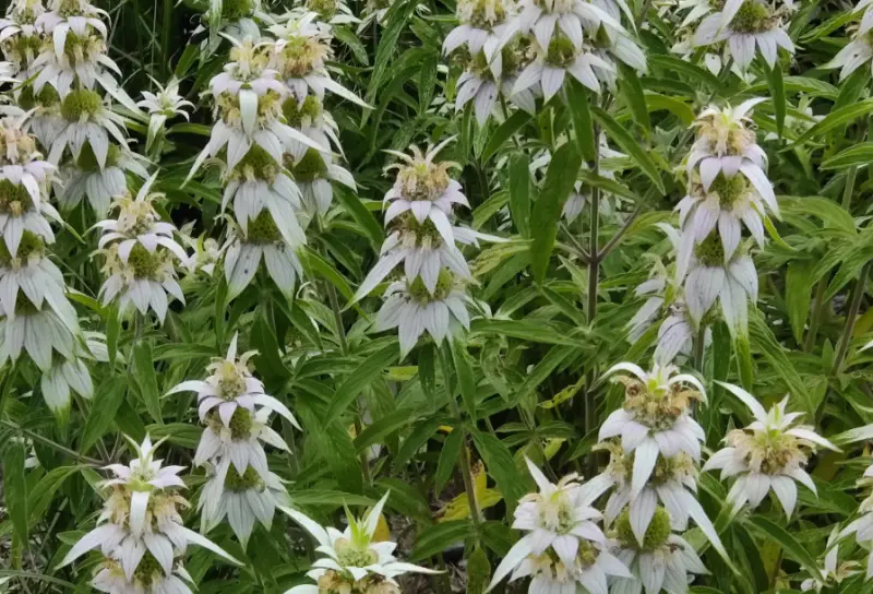 horsemint-800x544-1 Plants That Repel Flies