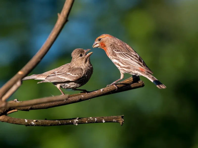 House Finch Nests: Tiny Homes, Big Stories