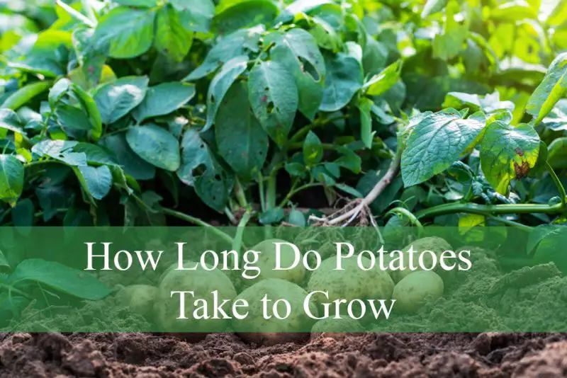 How Long Do Potatoes Take to Grow