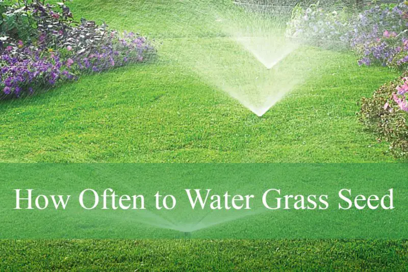 How Often to Water Grass Seed