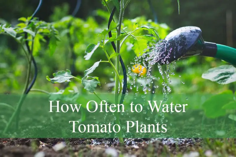 How Often to Water Tomato Plants
