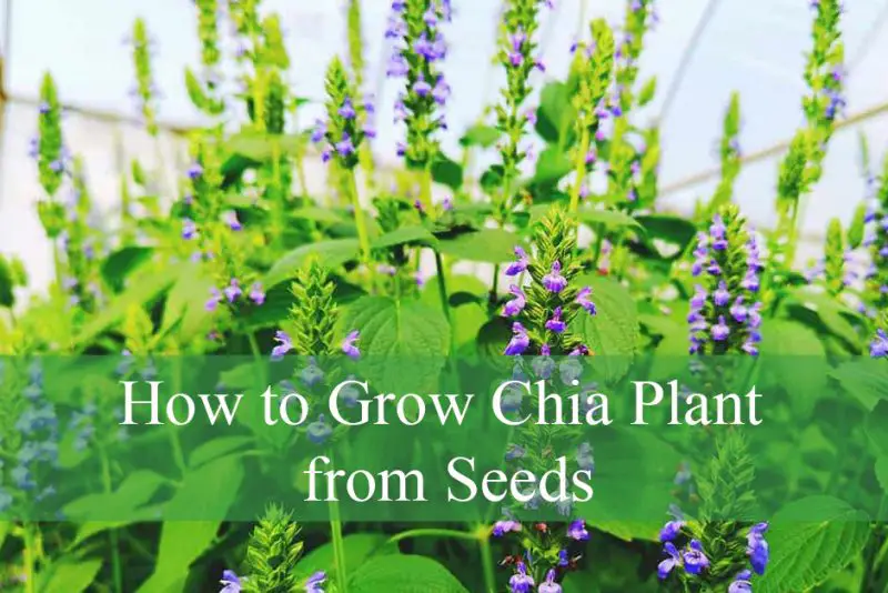 How to Grow Chia Plant from Seeds