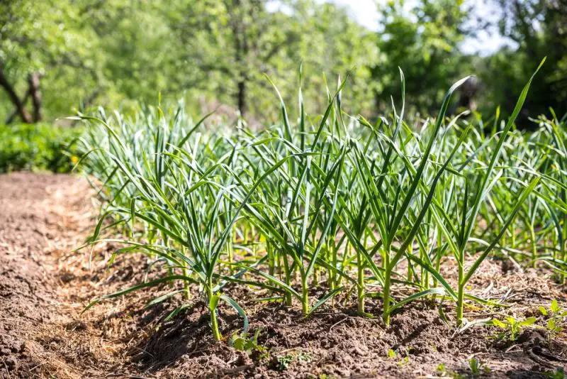 How to Grow Garlic in Florida