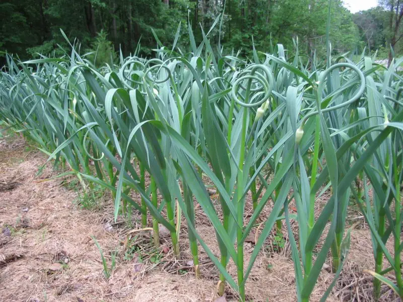How to Grow Garlic in Michigan