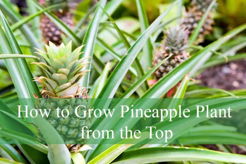 How to Grow Pineapple Plant from the Top