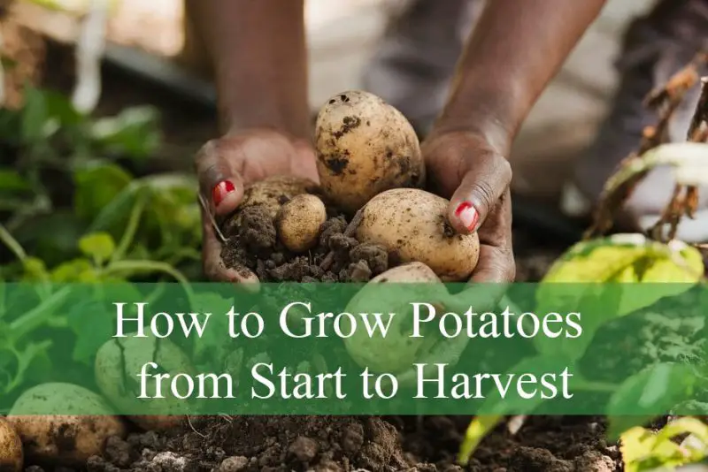 How to Grow Potatoes