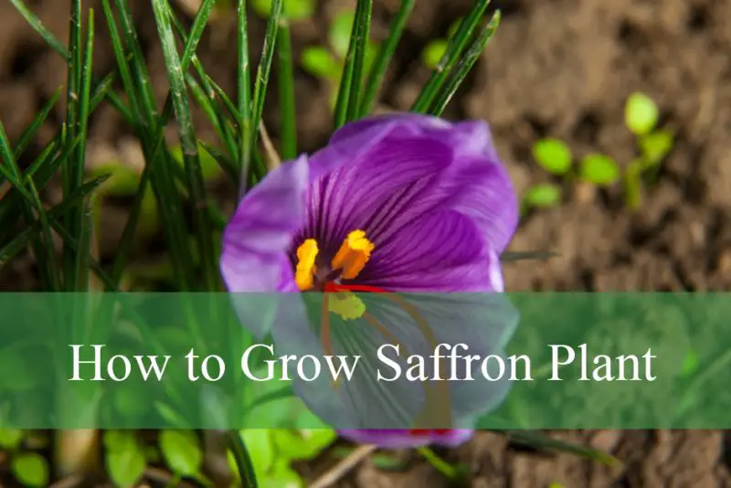 How to Grow Saffron Plant