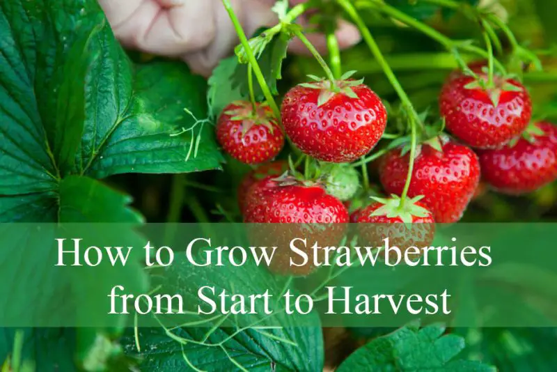 How to Grow Strawberries