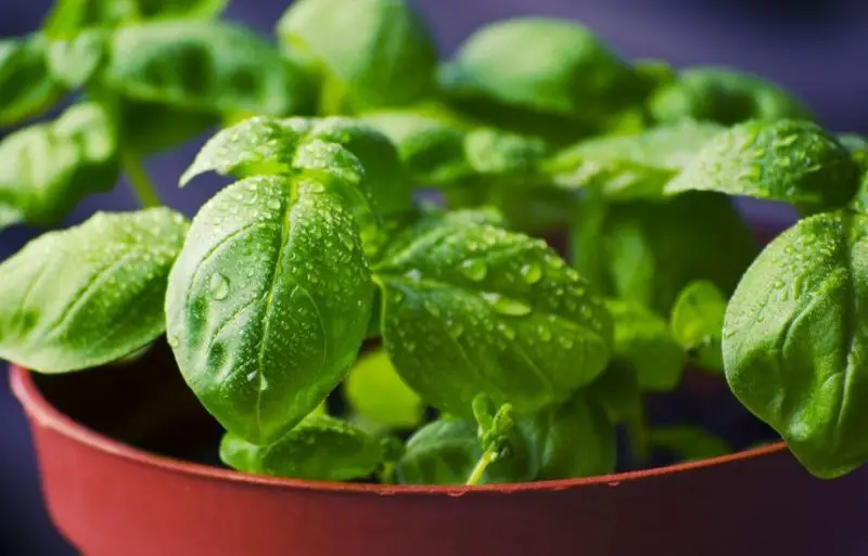 Plants That Repel Mosquitoes