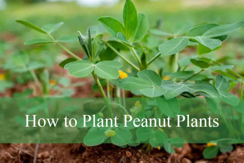 How to Plant Peanut Plants