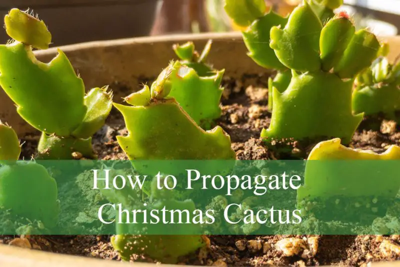 How to Propagate Christmas Cactus