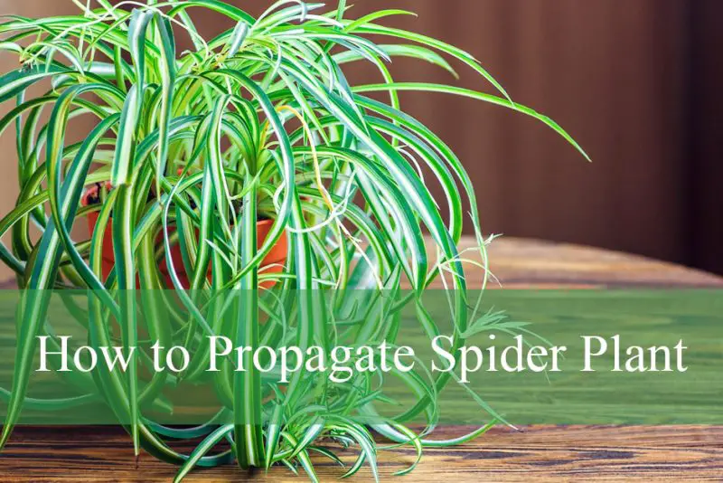 How to Propagate Spider Plant