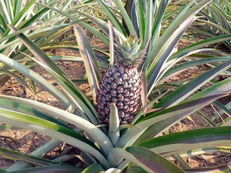 How to Grow Pineapples in Southern California