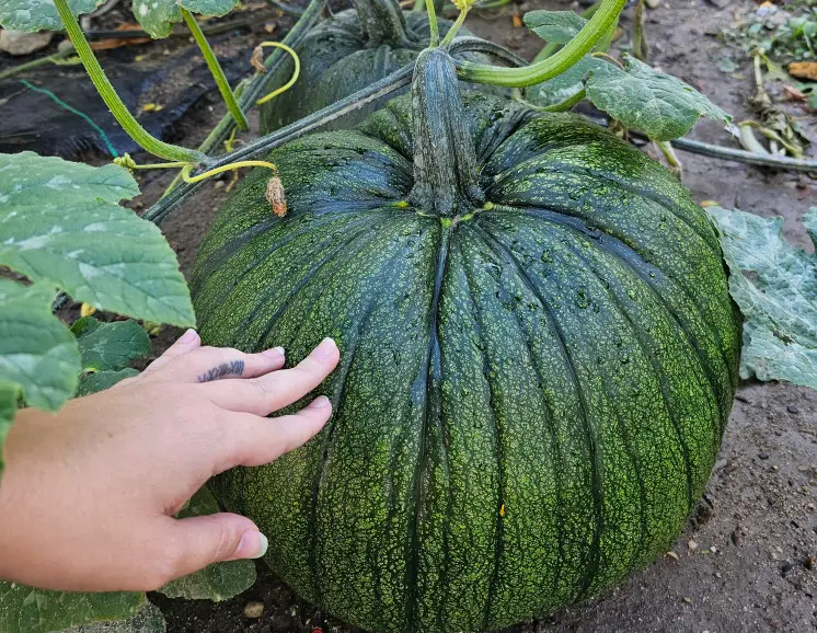 Green Pumpkins