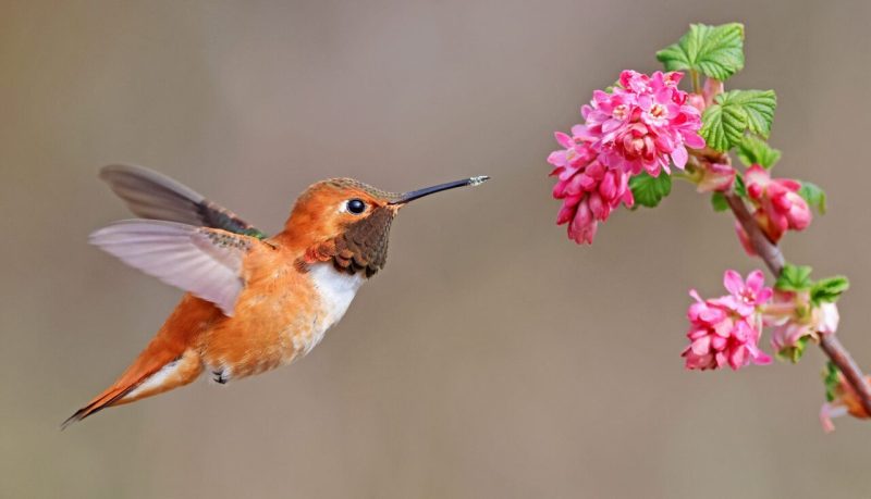 hummingbirds-800x459-2 Hummingbirds