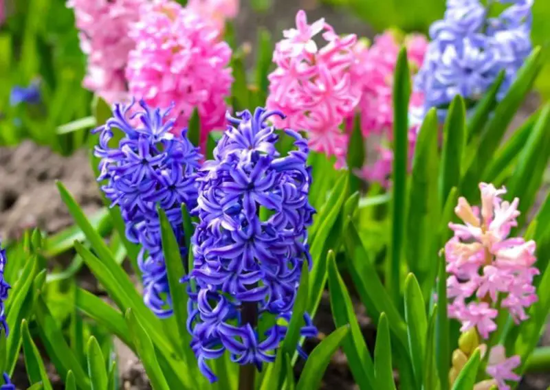 Flowers That Smell Good