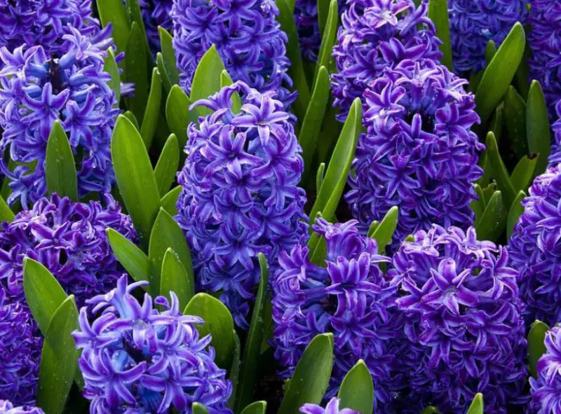 Flowers That Bloom in Spring