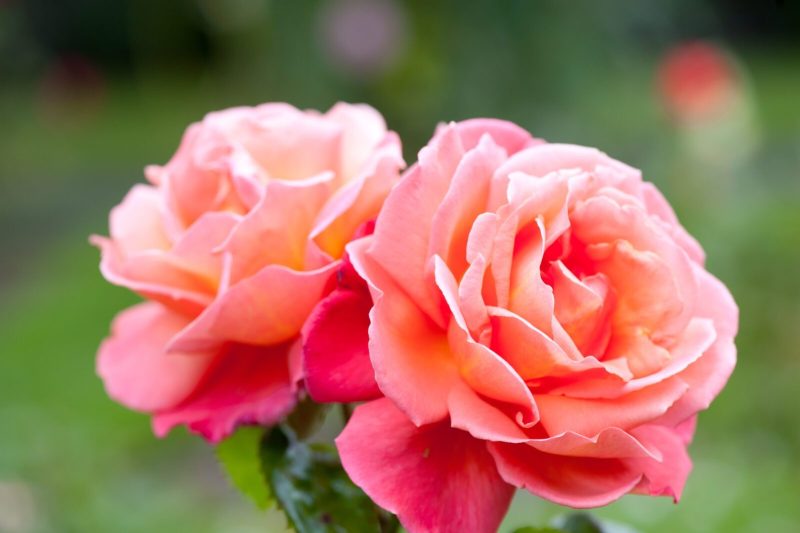 Types of Rose Plants