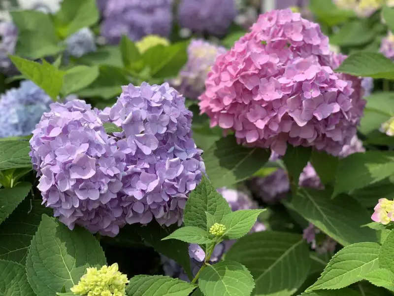 Best Flowers to Grow in Georgia