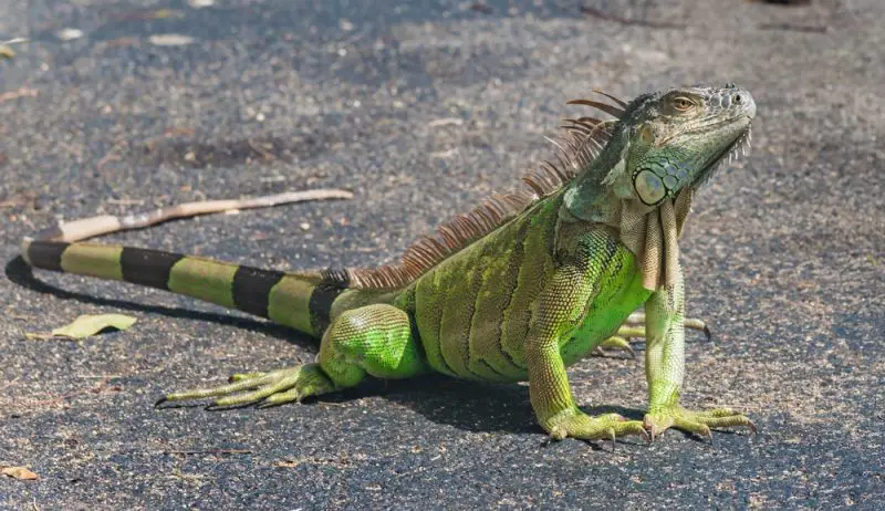 Iguanas in Florida