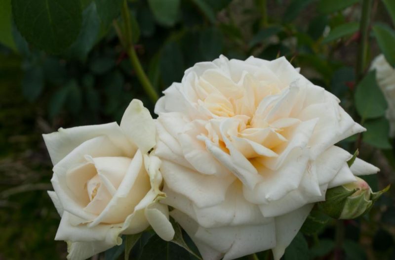 White Climbing Roses