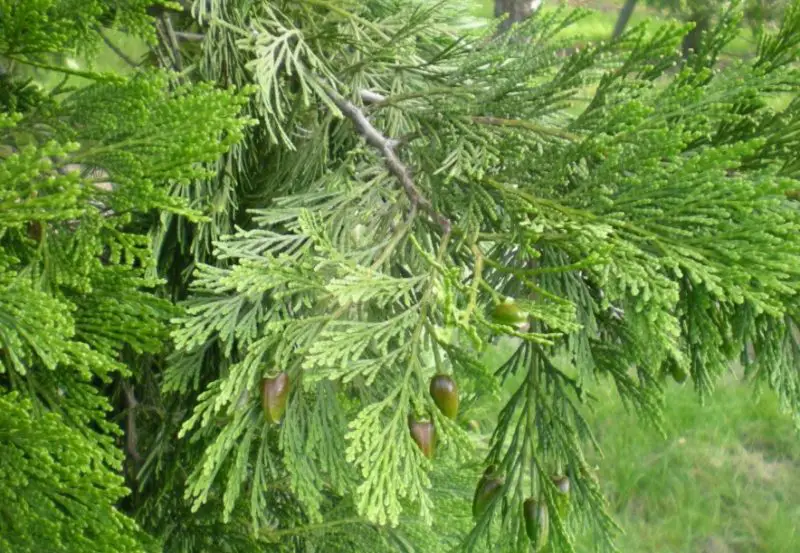 Types of Cedar Trees