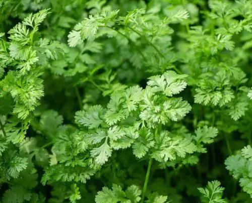 15 Types of Cilantro with Pictures