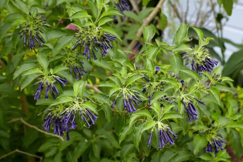 Shrubs with Purple Flowers