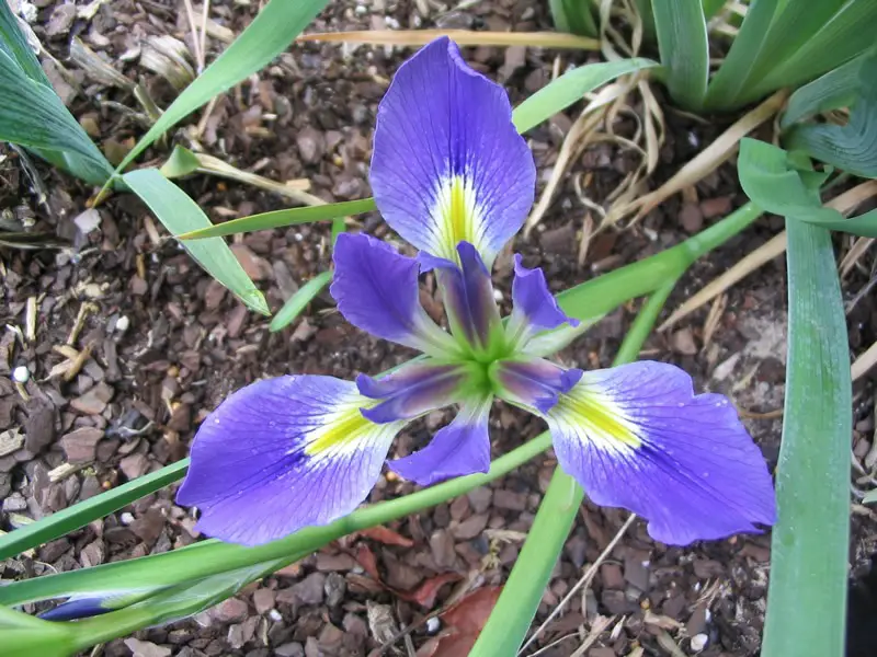 types of iris plants