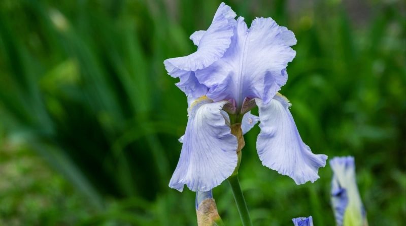 Types of Iris Plants