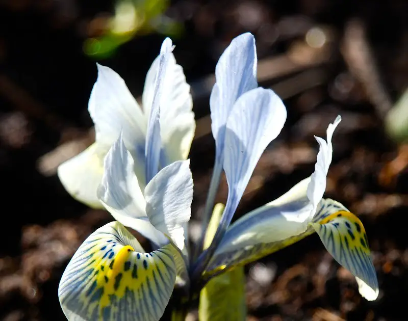types of iris plants