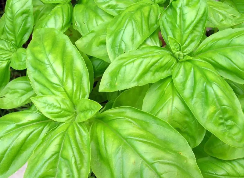 Types of Basil Plants