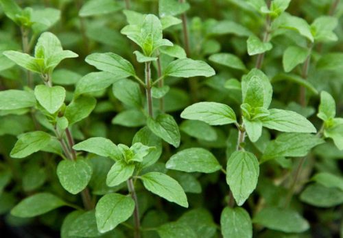 15 Types of Oregano Plants (With Pictures)