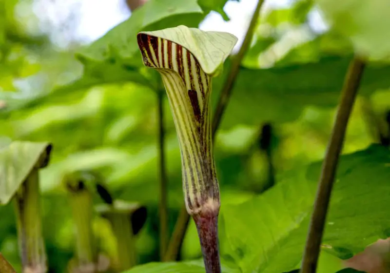 Flowers That Bloom in Spring