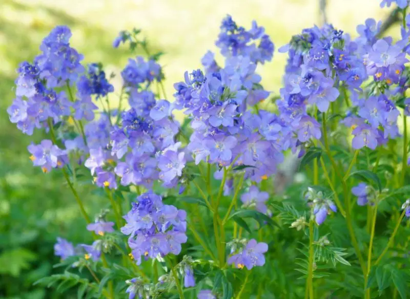 Flowers That Bloom in Spring