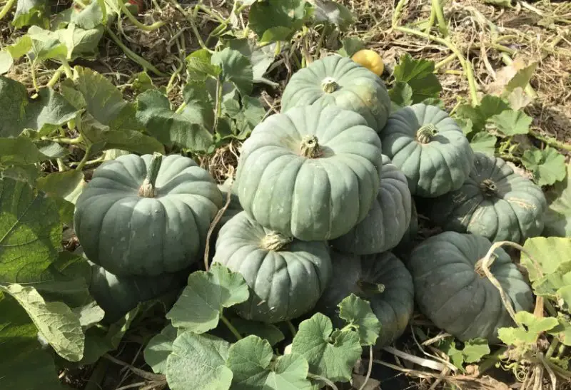 Green Pumpkins