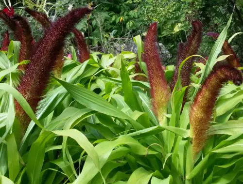 Jade Princess Ornamental Millet