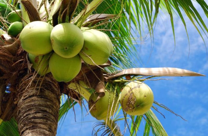 Types of Coconuts